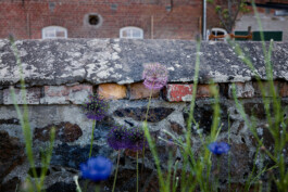 Mauerblumen in Rutenberg